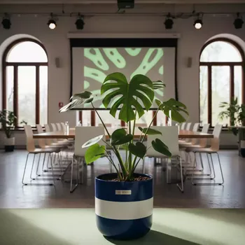 Аренда Монстера 66 см в Университете «Сириус» — ART SPACE