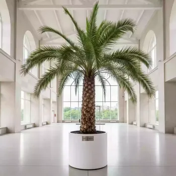 Аренда Пальма финиковая 2,5 м в МФК «Горный» — ART SPACE