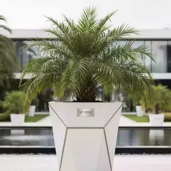 Аренда Пальма в кашпо в Karat Resort — ART SPACE