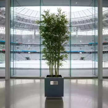 Аренда Дерево бамбук на арене «Фишт» — ART SPACE