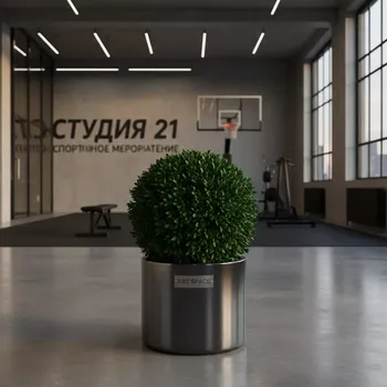 Аренда Самшит 40 см в лофте «Студия 21» — ART SPACE